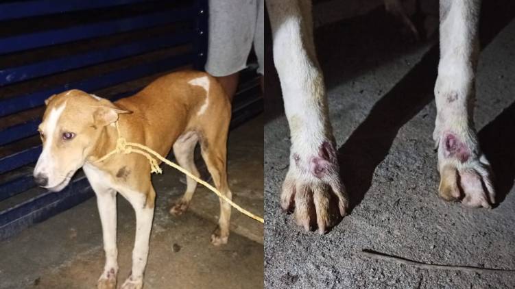malappuram owner drags dog in bike