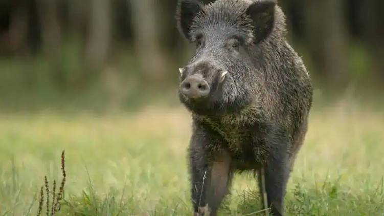 wild boar attack during kerala election