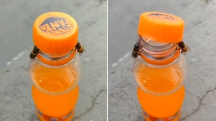 Bees Opening a Soda Bottle