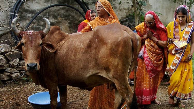 cow protection law assam
