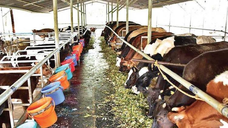 administration orders to seal dairy farms in lakshadweep