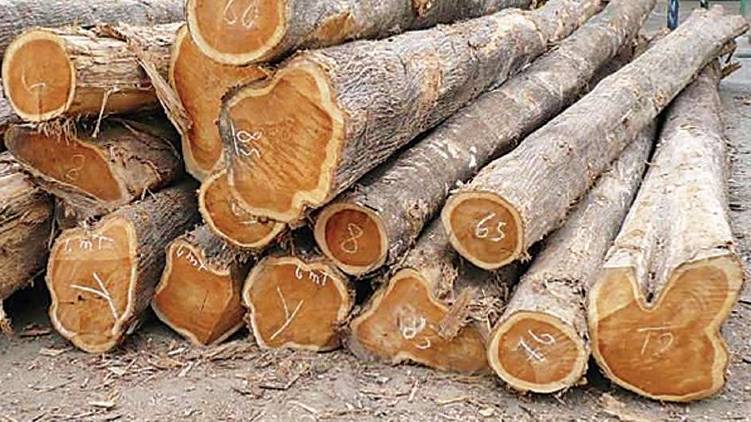 106 wood cut finds forest dept on muttin wood robbery