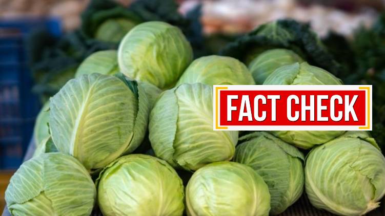 Do cabbages spread Covid 24 fact check