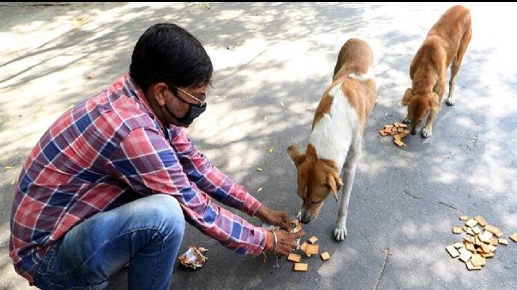 Bengaluru 15 lakh stray