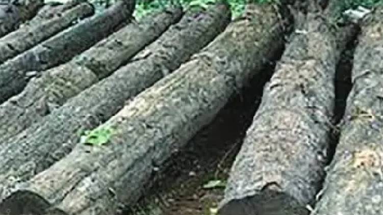 wood cutting