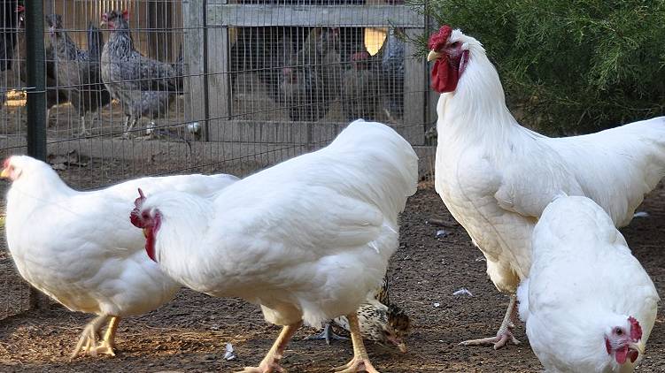 chicken