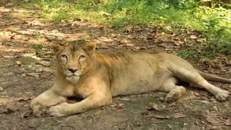 neyyar lions safari park bindu died