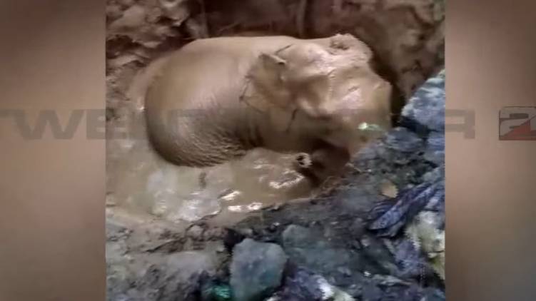kuttambuzha wild elephant fell in well