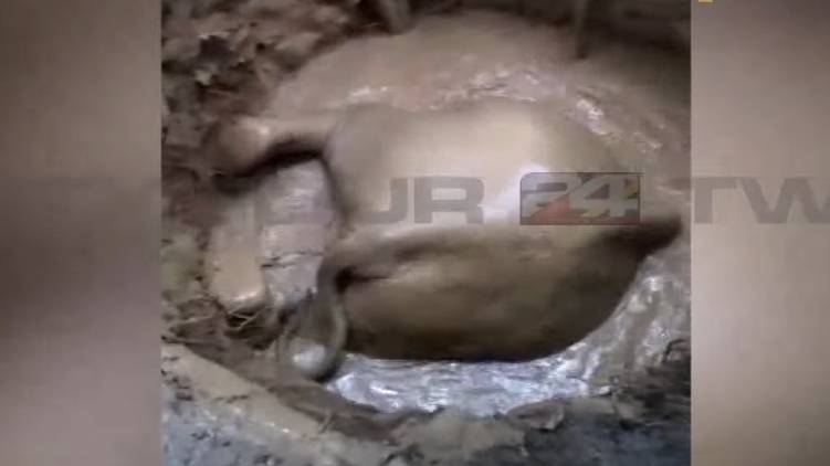 kuttambuzha wild elephant rescued