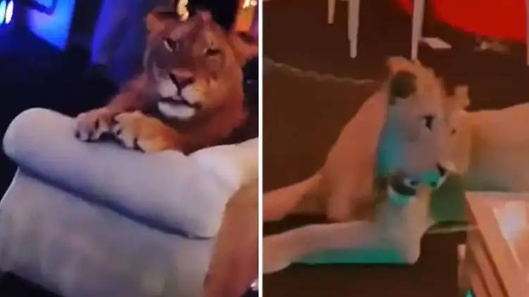 lion in birthday party pakistan
