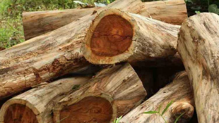 Order to cut down trees on revenue land High Court expressed concern