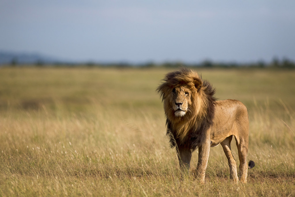 Adiós a Simharajan de los leones