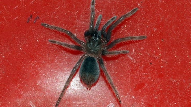 Live Spiders Inside Parcel