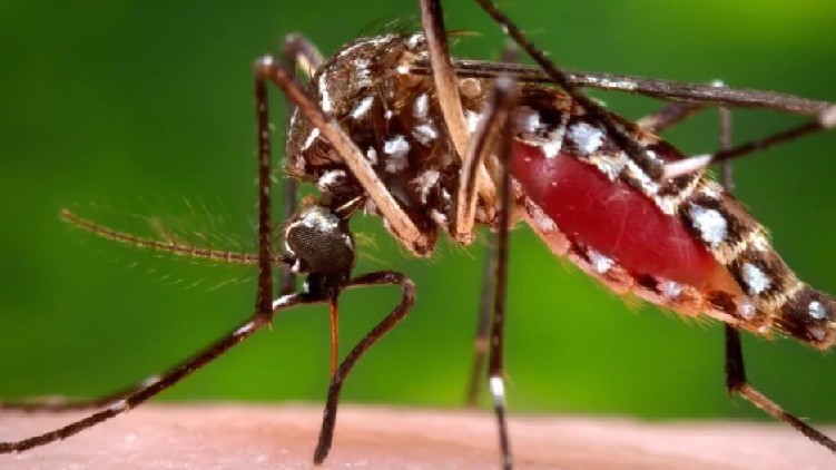mosquito