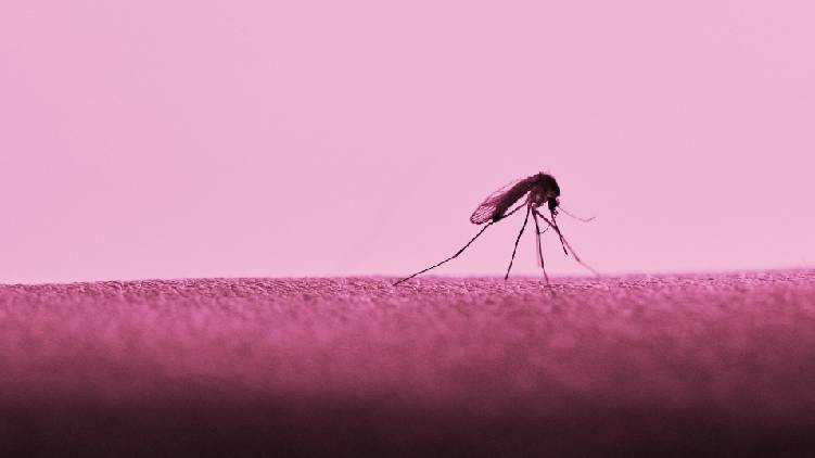 mosquito spread zika virus