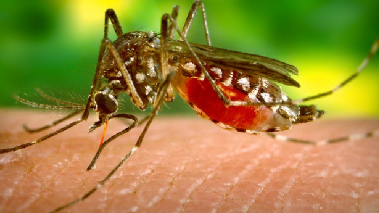 mosquito