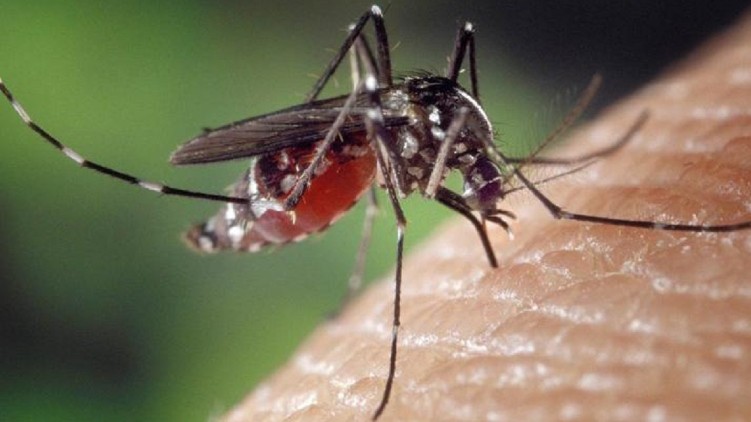 mosquito