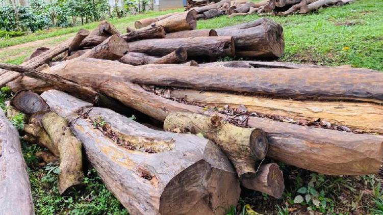 Section Forest Officer Suspended