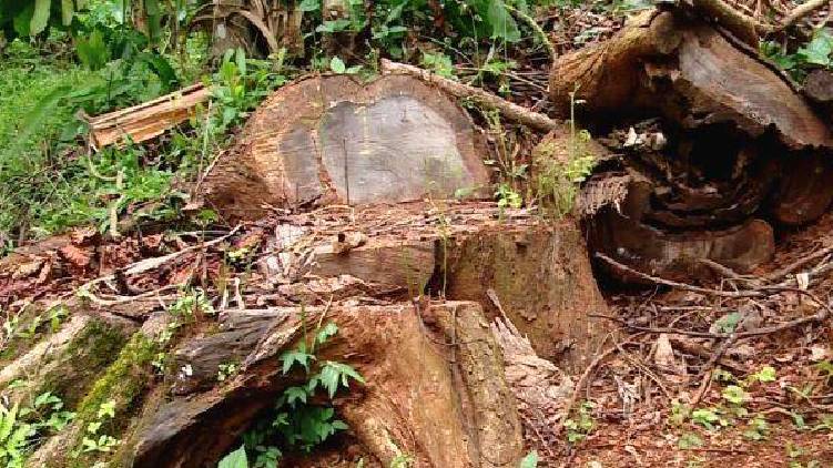 muttil wood robbery case main accused will be produced in court