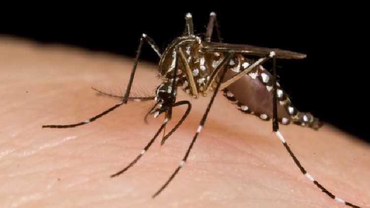 zika, mosquito