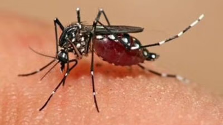 zika, mosquito
