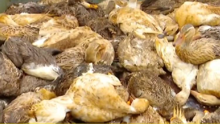 kalamassery ducks dead