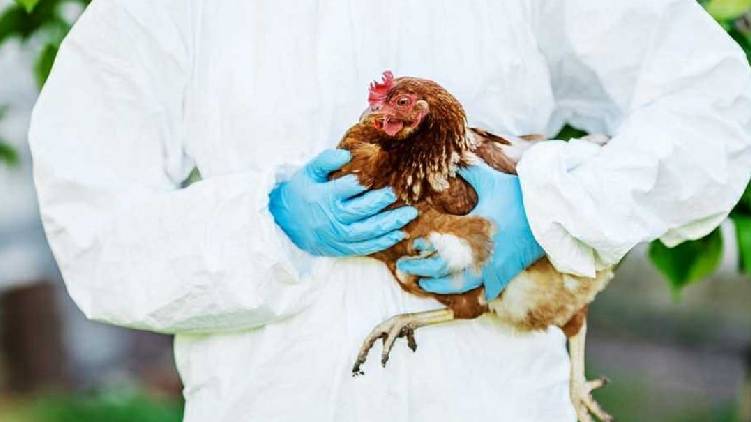 kozhikode bird flu suspected