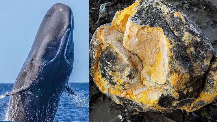 what is whale vomit ambergris 24 explainer