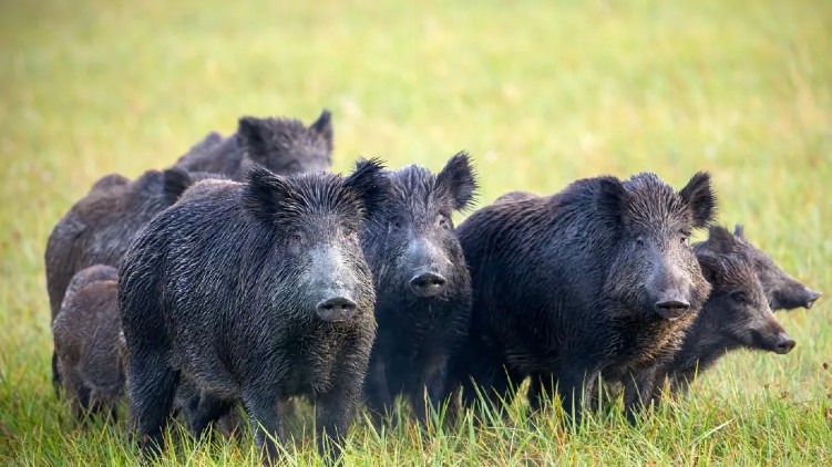 permit farmers to kill wild boar