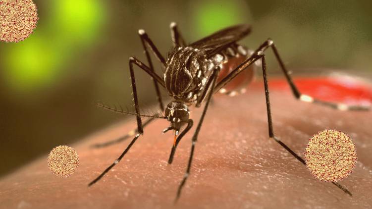 zika virus symptoms malayalam 24 explainer