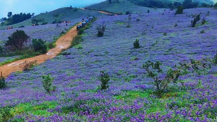Neelakurinji flowers bloom kodagu