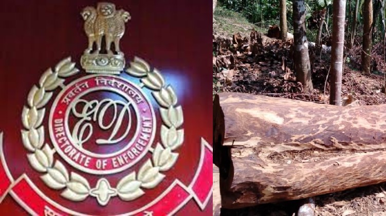 muttil tree felling