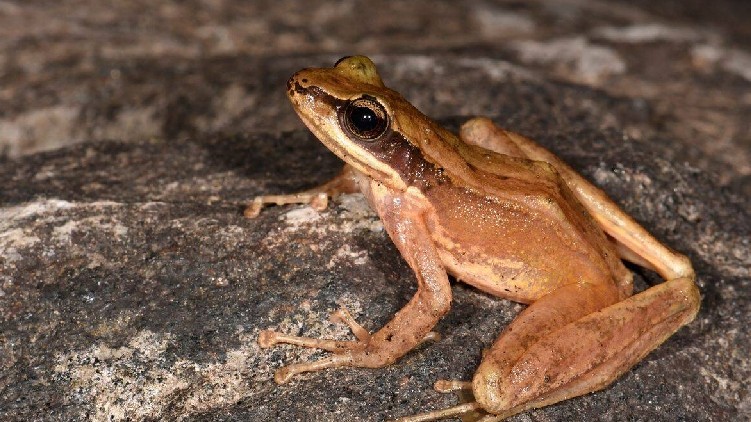 new species frog Arunachal