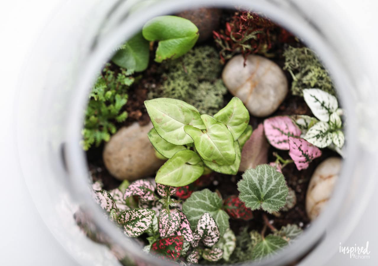 how to make terrarium
