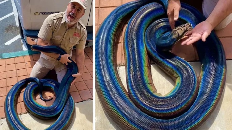 Rainbow Python goes viral