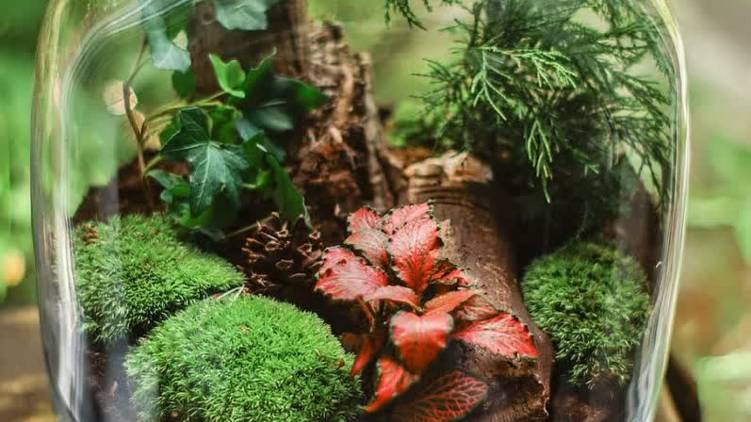 terrarium
