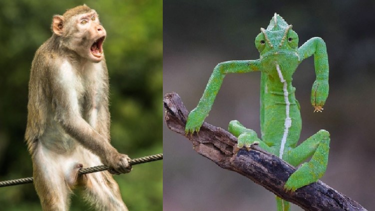 wildlife photography awards