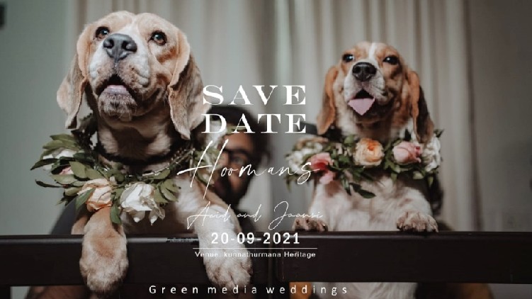 dogs get married
