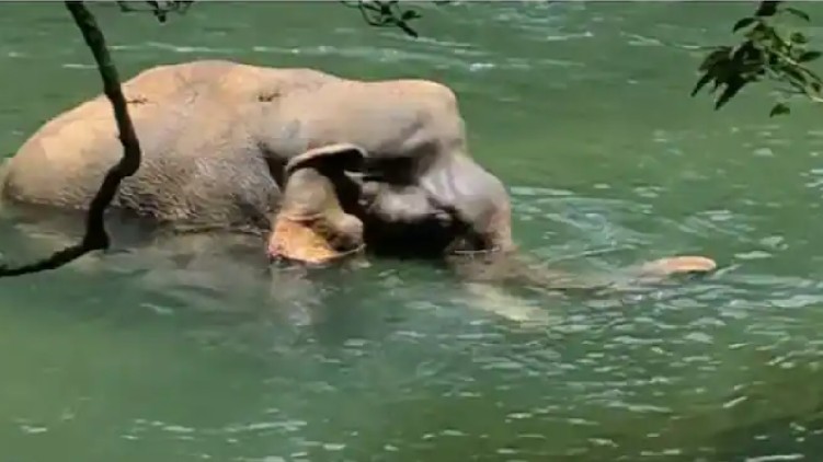 elephant dead