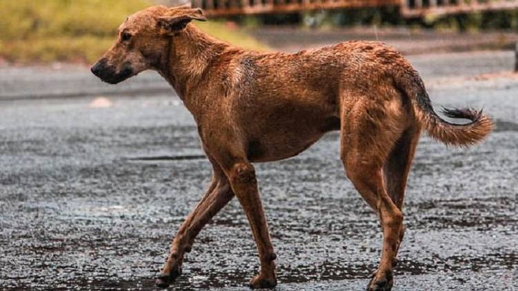 Stray dog spotted on road with baby’s head