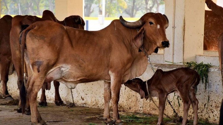 Scientists cow exhales oxygen