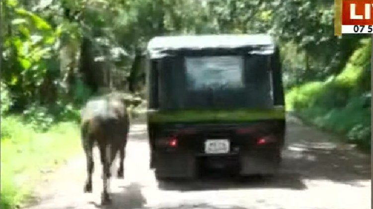 buffalo autorickshaw police case