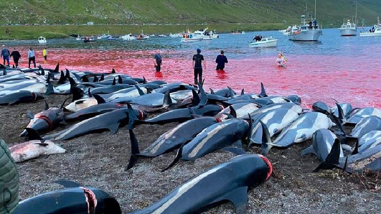 1500 dolphins were killed