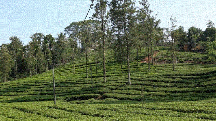 Vadkkanad Wayanad