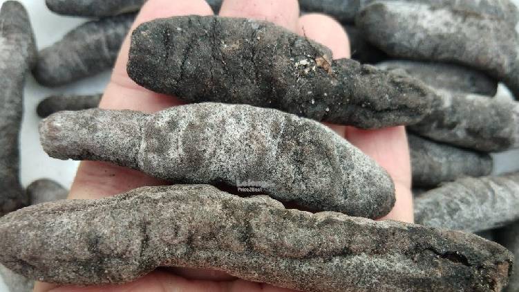 ed registered case on seized sea cucumber