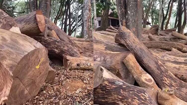 wood
