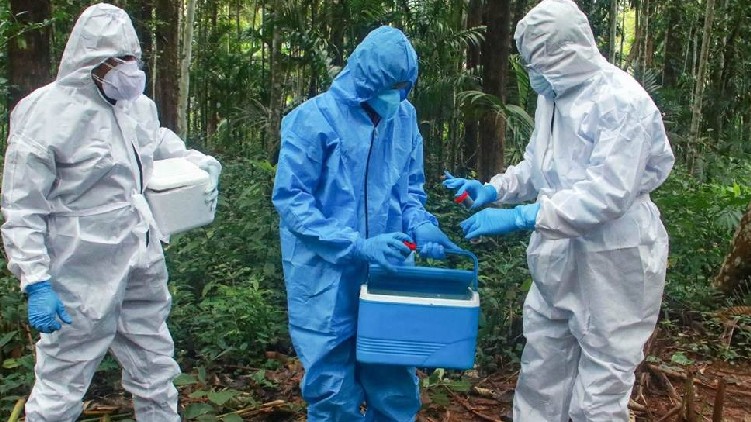 nipah virus
