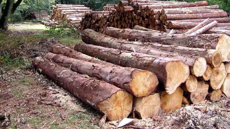 muttil wood robbery culprits bail