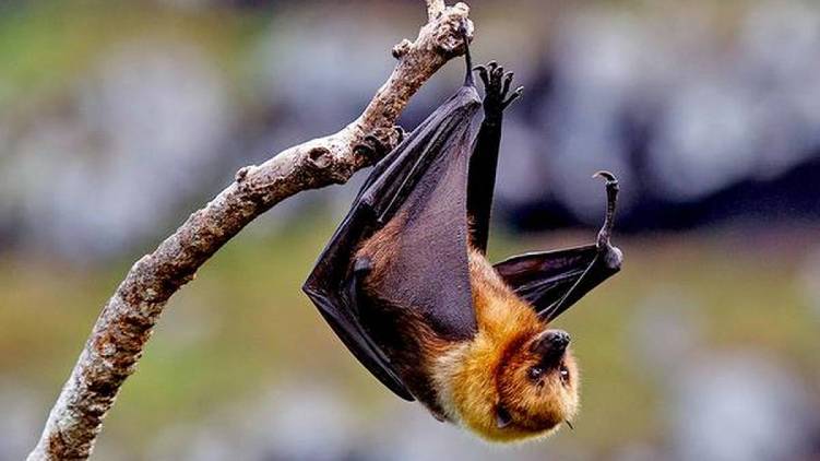 nipah bat samples
