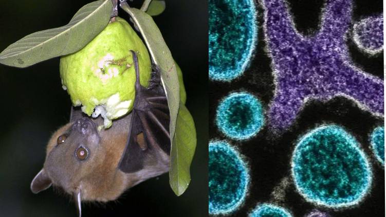 nipah wayanad alert